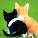 Telegram sticker ❤️ Cats 🐈 - By; @Sr_Anonymous