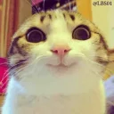 Telegram sticker 😃 Cats 🐈 - By; @Sr_Anonymous