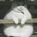 Telegram sticker 😐 Cats 🐈 - By; @Sr_Anonymous