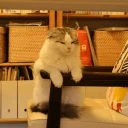 Telegram sticker 😐 Cats 🐈 - By; @Sr_Anonymous