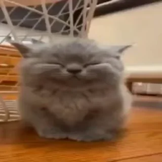 Video sticker 😌 @xuanwastaken i want to live