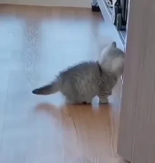 Video sticker 😋 Video with cats #521 @StickersPackRobot