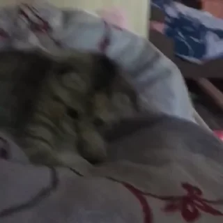 Video sticker 😃 Video with cats #521 @StickersPackRobot