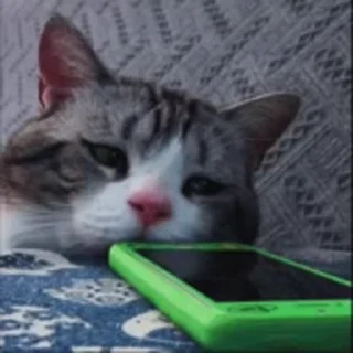 Video sticker 😭 Video with cats #521 @StickersPackRobot