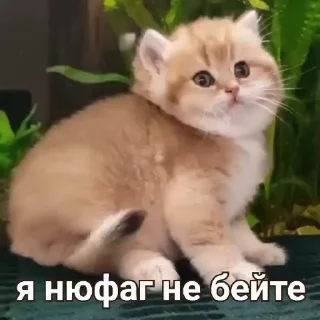 Sticker 🌟 Ебакотики 5 by @fenrir784