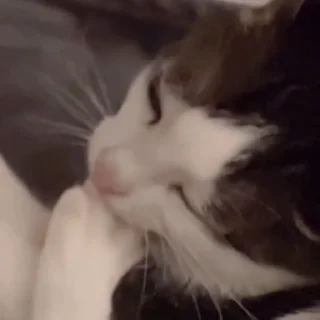 Video sticker 😣 @sticksbb 🩷 <- канал со стиками