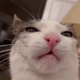 Video sticker 🤐 @sticksbb 🩷 <- канал со стиками