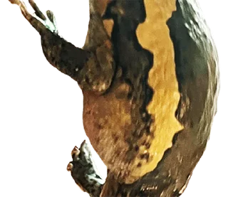 Telegram sticker 😂 @JKSSTIK30