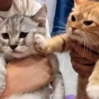 Video sticker 🍞 귀여운 애옹스콘 3 by @KiyoBot_bot