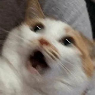 Video sticker 🍞 귀여운 애옹스콘 3 by @KiyoBot_bot