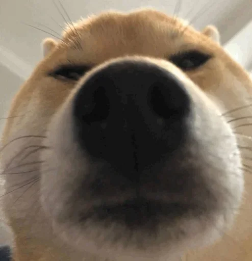 Telegram sticker 😓 댕댕이 :: @fStikBot