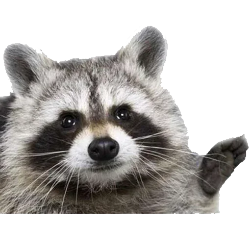 Telegram sticker 😃 댕댕이 :: @fStikBot