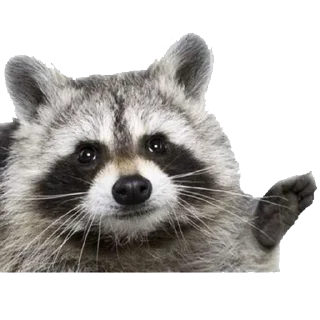 Video sticker 😃 댕댕이 :: @fStikBot