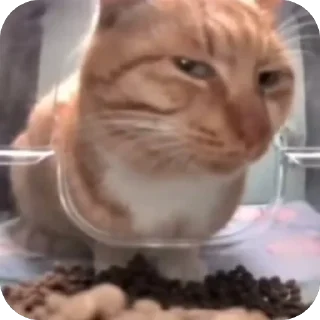 Video sticker 🫥 Honu