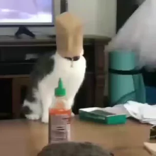 Video sticker 🐾 𝄒𓏲࣪ 𝐊𝐢𝐭𝐭𝐢𝐞 ⫶ @d38iz