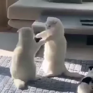 Video sticker 🐾 𝄒𓏲࣪ 𝐊𝐢𝐭𝐭𝐢𝐞 ⫶ @d38iz