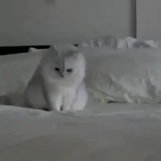 Video sticker 🐾 𝄒𓏲࣪ 𝐊𝐢𝐭𝐭𝐢𝐞 ⫶ @d38iz