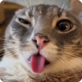 Video sticker 👅 @Sticker4boyz - پیشی گوربا 🥰