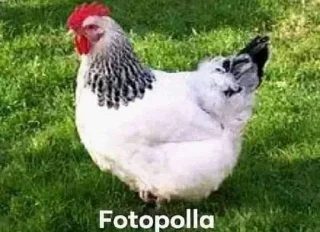 Video sticker 📷 Ozi orígenes (6)