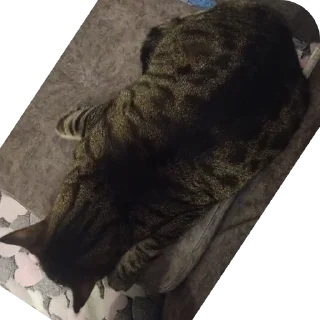 Video sticker 🐶 Кошачий беспредел :3