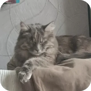 Telegram sticker 😴 Кошачий беспредел :3