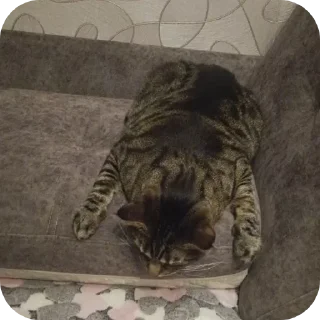 Sticker 🐱 Кошачий беспредел :3