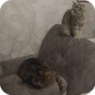 Video sticker 🛋 Кошачий беспредел :3
