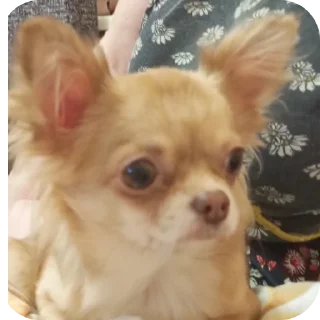 Sticker 🐶 @Rtdglss