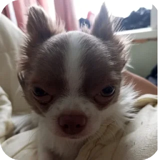 Video sticker 🐶 @Rtdglss