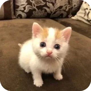 Telegram sticker 🐱 Kitiki