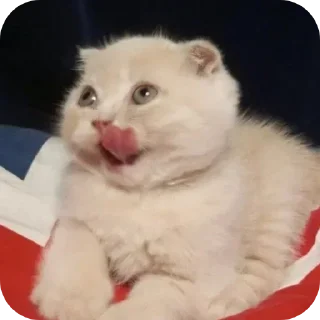 Video sticker 😜 Kitiki