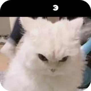 Video sticker 😡 Kitiki