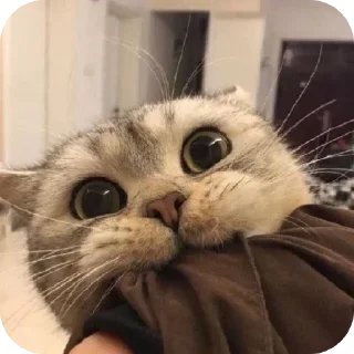 Telegram sticker ☺ Kitiki