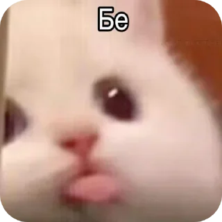 Video sticker 😜 Kitiki