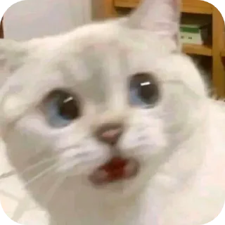 Telegram sticker 😳 Kitiki