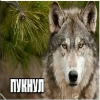 Telegram sticker 🤷 Анальные утехи