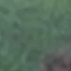 Video sticker 🤩 Планктон @...