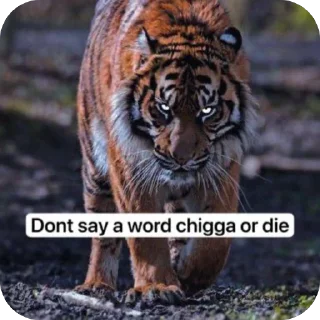 Telegram sticker 🫥 Tiger rules the world