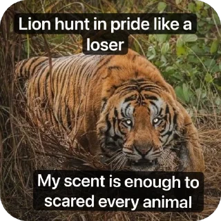 Telegram sticker 🫥 Tiger rules the world