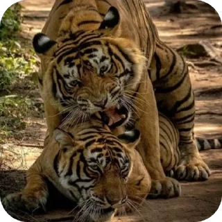 Video sticker 🫥 Tiger rules the world