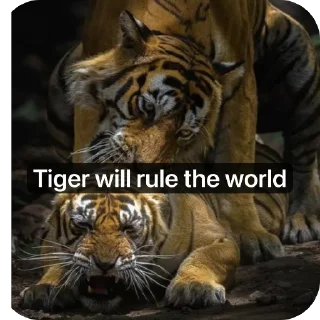 Telegram sticker 🫥 Tiger rules the world