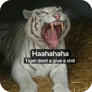 Telegram sticker 🫥 Tiger rules the world
