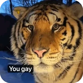 Video sticker 🫥 Tiger rules the world