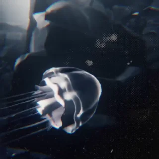 Video sticker 🐚 ㅤㅤㅤ— @b00th1ll_f5n ;ㅤㅤㅤㅤㅤㅤㅤㅤㅤ  :: @fStikBot