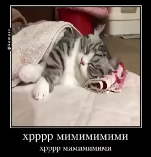 Video sticker 🌟 Бухехехехе😈😈😈 :: @fStikBot