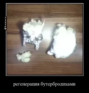 Video sticker 🌟 Бухехехехе😈😈😈 :: @fStikBot