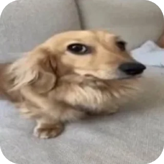 Telegram sticker 🐶 Свой