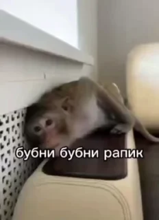 Video sticker 🌟 Бибизянки 4 > @bibizyankii