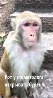 Video sticker 🌟 Бибизянки 4 > @bibizyankii