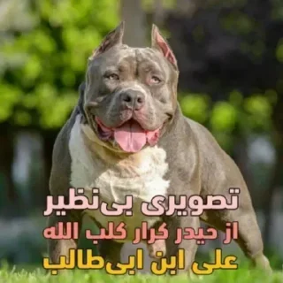 Video sticker 😂 @kirmikham_meme بچه شیعه